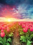 Dovido Öntapadó tapéta napkelte tulipánok felett - 196x270