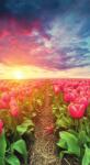 Dovido Öntapadó tapéta napkelte tulipánok felett - 147x270