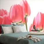 Dovido Öntapadó fotótapéta piros mezei tulipán - 490x330