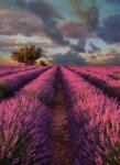 Dovido Öntapadó fotótapéta levandula mező - 196x270