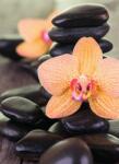 Dovido Öntapadó fotótapéta sárga orchidea Zen kövek - 196x270
