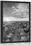 Dovido Poszter napkelte tulipánok felett fekete fehérben - 40x60 black