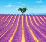 Dovido Fotótapéta Provence-i levendulamező - 294x270