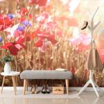 Dovido Fotótapéta pipacs napfényben - 245x165