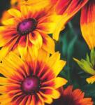 Dovido Öntapadó fotótapéta vonzó kétszínű Rudbeckia - 245x270