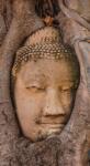 Dovido Öntapadó fotótapéta a Buddha szent fügefája - 147x270