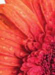 Dovido Öntapadó fotótapéta narancssárga gerbera víz csepekkel - 196x270