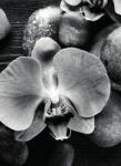 Dovido Öntapadó fotótapéta orchidea és kövek fekete-fehérben - 196x270