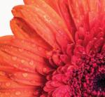 Dovido Fotótapéta narancssárga gerbera víz csepekkel - 294x270