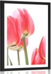Dovido Poszter piros tulipán - 20x30 white - dovido - 8 250 Ft
