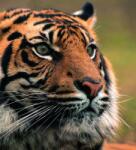 Dovido Öntapadó fotótapéta bengáli tigris - 245x270