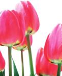 Dovido Fotótapéta piros mezei tulipán - 196x270