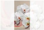 Dovido Öntapadó tapéta fehér orchidea vásznon - 147x270
