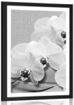 Dovido Poszter paszsportuval orchidea vásznon fekete fehérben - 30x45 silver