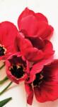 Dovido Fotótapéta virágzó piros tulipánok - 147x270