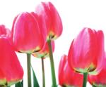 Dovido Öntapadó fotótapéta piros mezei tulipán - 294x270