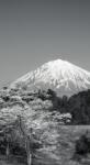 Dovido Fotótapéta Fuji hegy fekete fehérben - 147x270