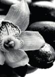 Dovido Fotótapéta fekete fehér exotikus orchidea - 196x270