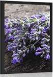 Dovido Poszter levandula csokor - 40x60 silver
