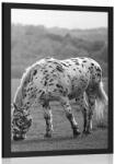 Dovido Poszter ló a réten fekete fehérben - 30x45 silver
