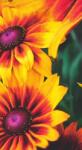 Dovido Fotótapéta vonzó kétszínű Rudbeckia - 147x270