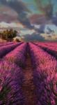 Dovido Öntapadó fotótapéta levandula mező - 147x270