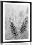 Dovido Poszter paszpartuban búzamező fekete-fehér kivitelben. - 30x45 silver