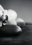 Dovido Öntapadó fotótapéta orchidea és kövek fekete fehérben - 196x270