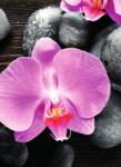 Dovido Fotótapéta gyönyörű orchidea és kövek - 196x270
