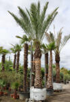 Plantstore Datolyapálma- Phoenix Dactylifera