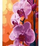 Qbee Paint by numbers - Orchid 40x50cm