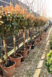 Plantstore Korallberkenye Red Robin Törzses 1/4- Photinia Fraseri Red Robin