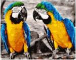 NORIMPEX - Puzzle Tablou Diamant: Papagali 30x40cm - 1 - 39 piese