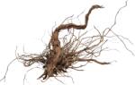 INVITAL Dragon wood 90-120cm (ID Z03516)