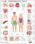 Larsen Puzzle educațional Larsen din 35 piese - Corpul uman (OB1) Puzzle