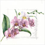  Ti-Flair Szalvéta 33 x 33 cm 3 Rétegű 20 Lap/Csomag Orchidée pink (AAE998)