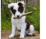  Border Collie 3D Hűtőmágnes 75 X 75 Mm M