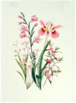 Sander Botanico konyharuha 50 x 70 cm rózsaszín (676793-14)