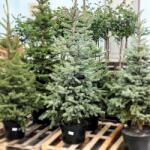  Brad argintiu de Crăciun la ghiveci 20L (Picea pungens Glauca Misty Blue), 160-200 cm (24122025)