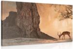 Dovido Tablou antilopa africană - 40x30