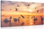 Dovido Tablou lebede pe mare - 30x20