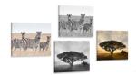 Dovido Set tablouri animale trăitoare în Savannah - 4x 40x40
