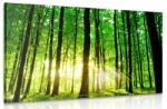 Dovido Tablou pădure verde rumedă - 30x20