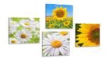 Dovido Set tablouri flori frumoase pe luncă - 4x 60x60