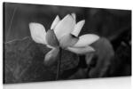 Dovido Tablou floare de lotus fină alb-negru - 120x80