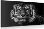 Dovido Tablou tigru în design alb-negru - 90x60