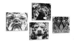 Dovido Set tablouri animale în design alb-negru de stil pop art - 4x 40x40
