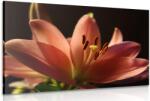 Dovido Tablou crin roz frumos pe fundalul negru - 150x100