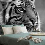 Dovido Fototapet tigrul bengal în alb-negru - 98x66