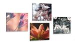Dovido Set tablouri tandrețea florilor - 4x 60x60